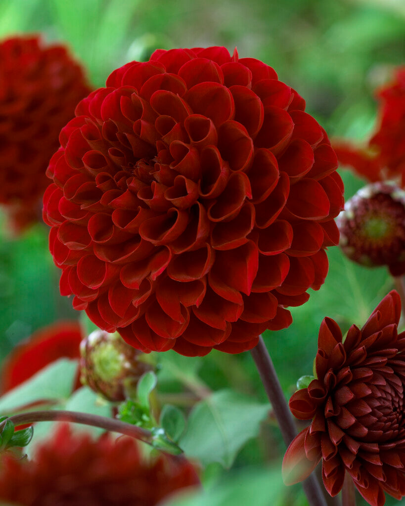 Dahlia Pompon Viking 1-pakning